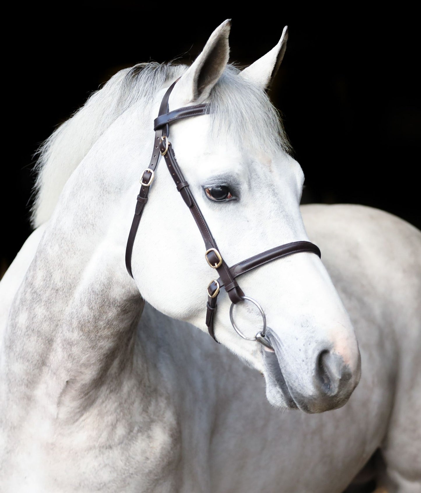Mackey Classic In-Hand Bridle