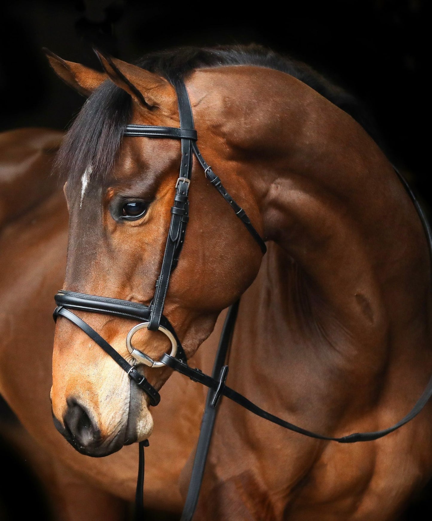 Mackey Classic Flash Bridle