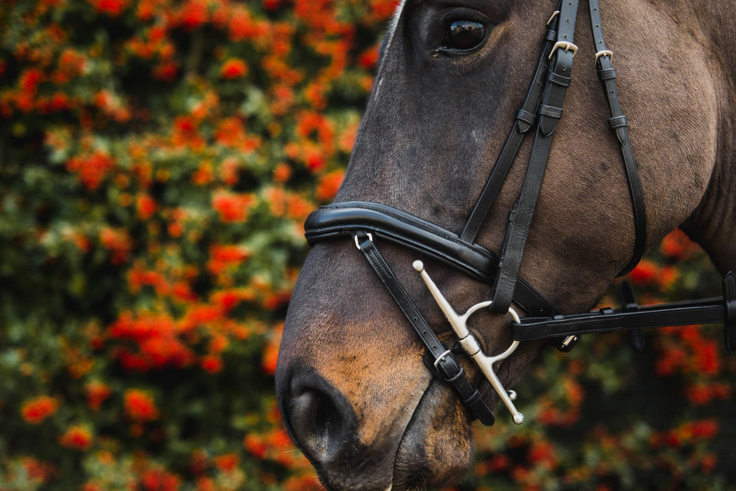 Mackey Legend Apollo Bridle