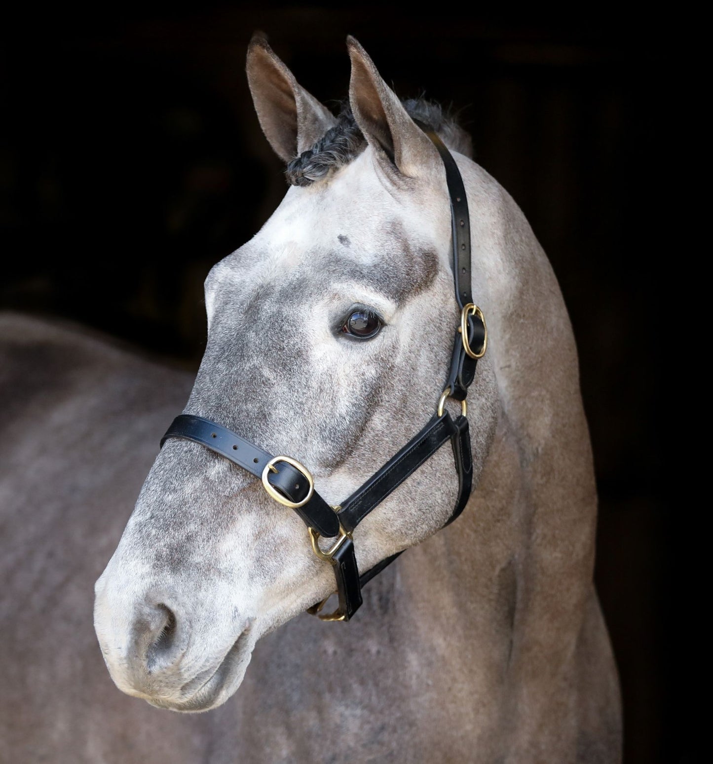 Mackey Classic Leather Headcollar