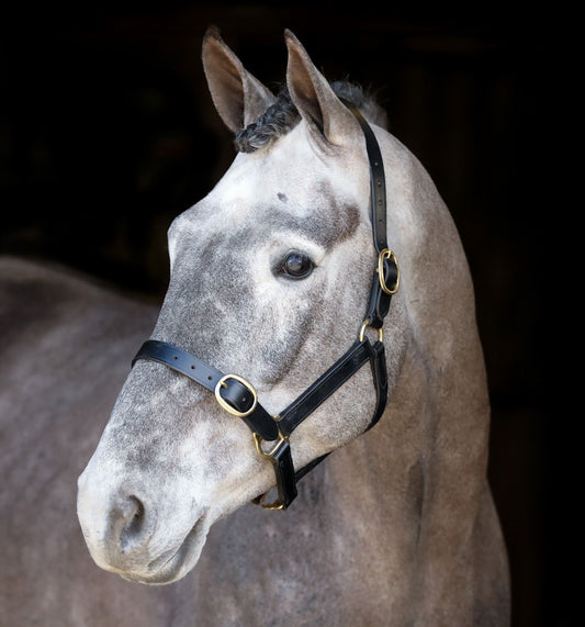 Mackey Classic Leather Headcollar