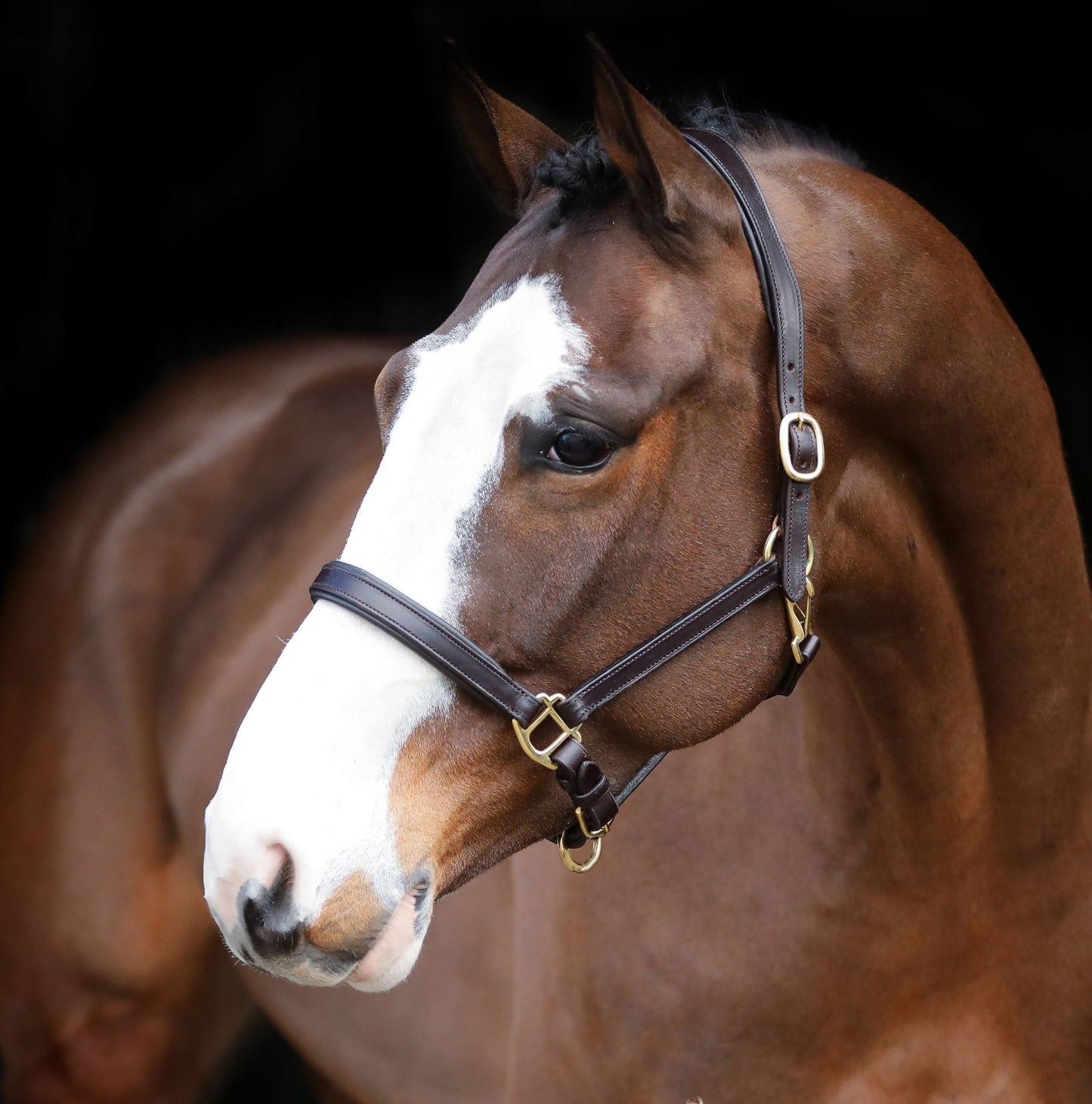 Legend Helios Leather Headcollar