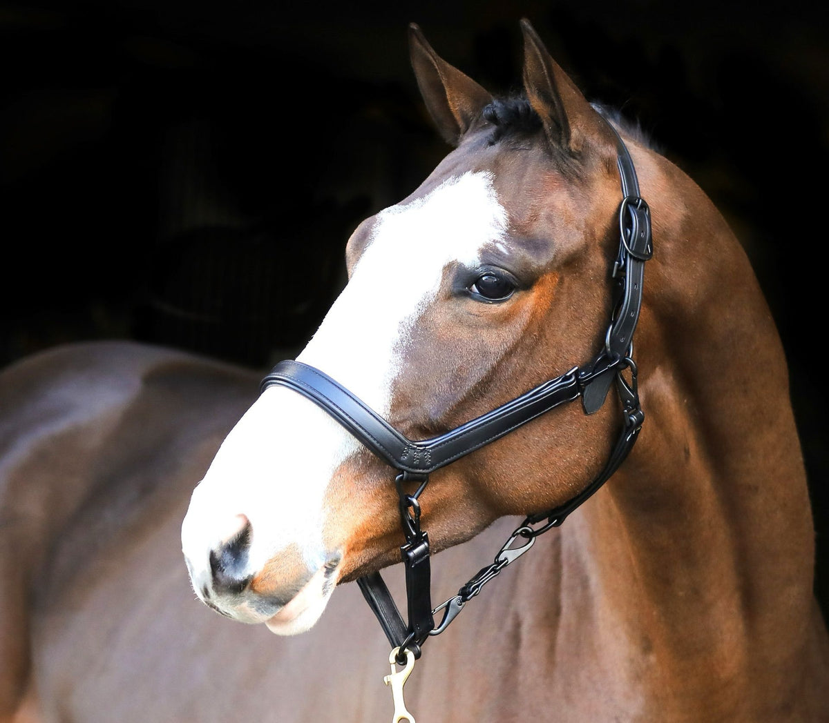 Liveryman Clipping Headcollar
