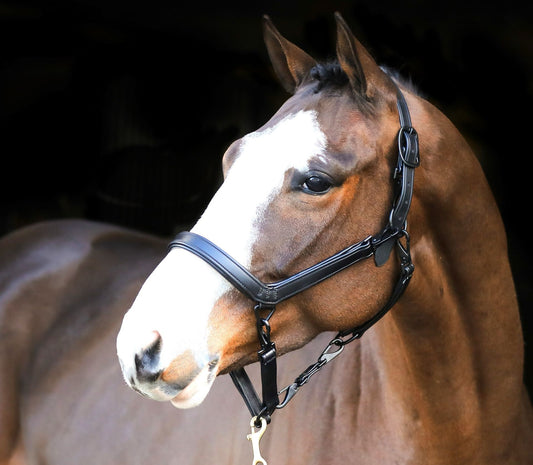 Liveryman Clipping Headcollar