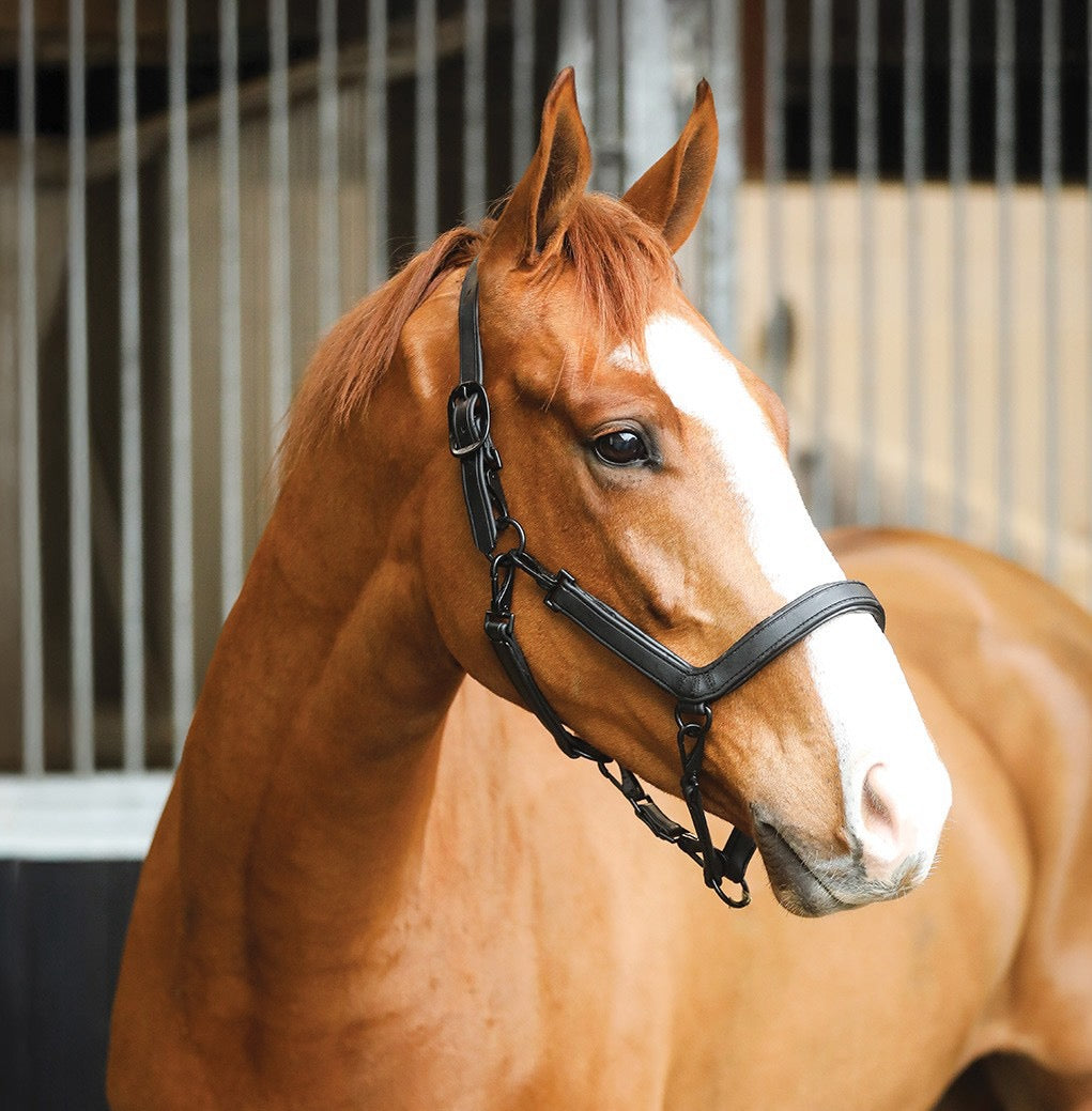 Liveryman Clipping Headcollar