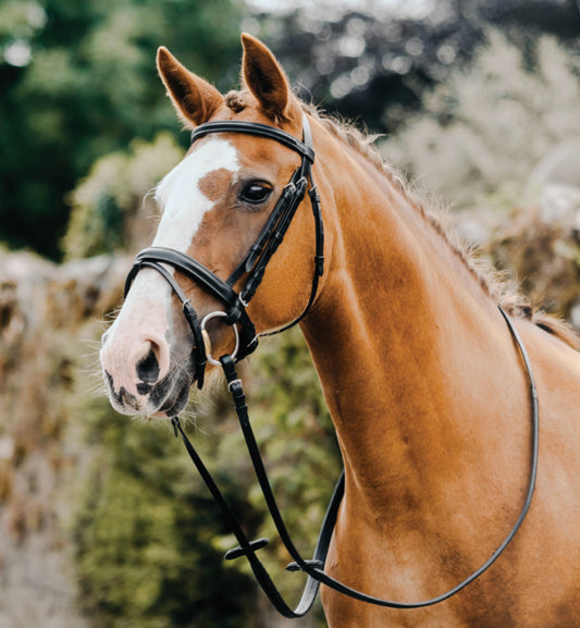 Mackey Classic Flash Bridle